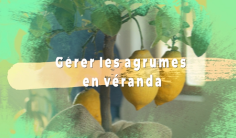 Agrumes en pots  : conseils et entretien