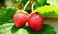 Plantation d'un fraisier