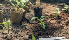 Différence entre terreau et fumier