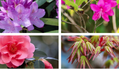 Plantes de terre de bruyère