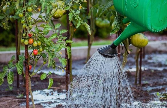économiser l'eau au jardin