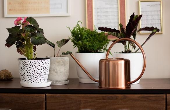 Arrosage des plantes d'intérieur