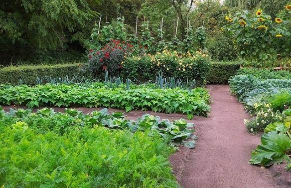 Potager : conseils et astuces 