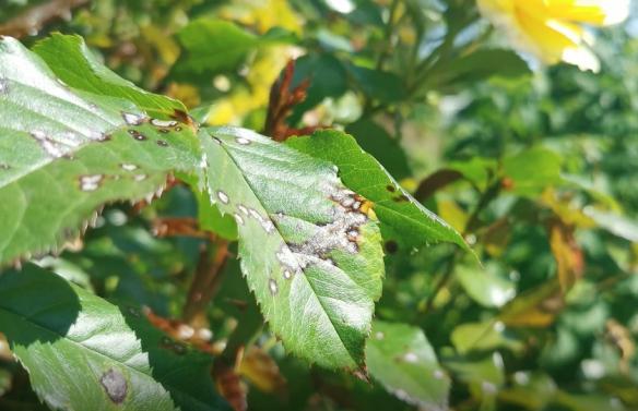 Traitement des plantes