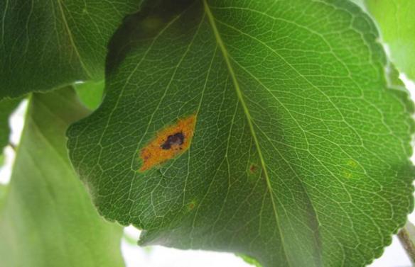 maladie arbre fruitier