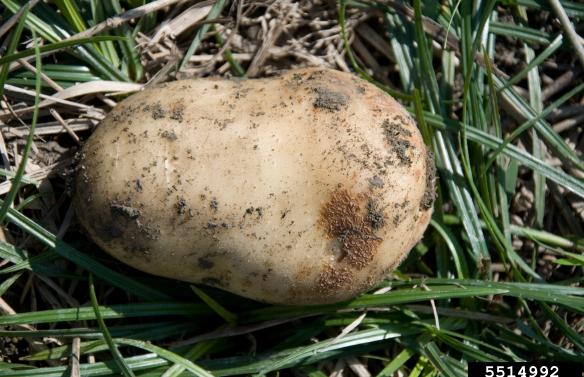 maladie pomme de terre