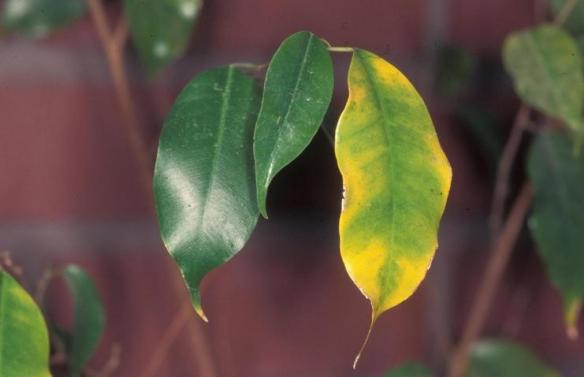 chute feuilles ficus
