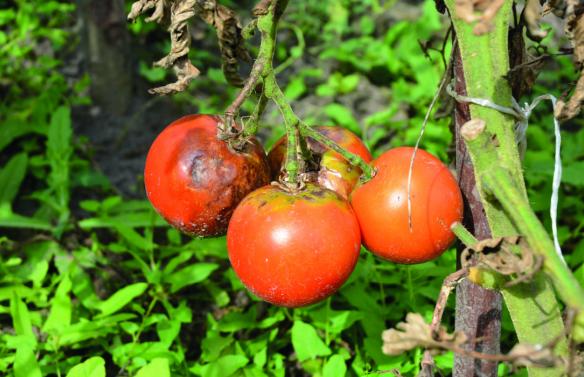 tomate