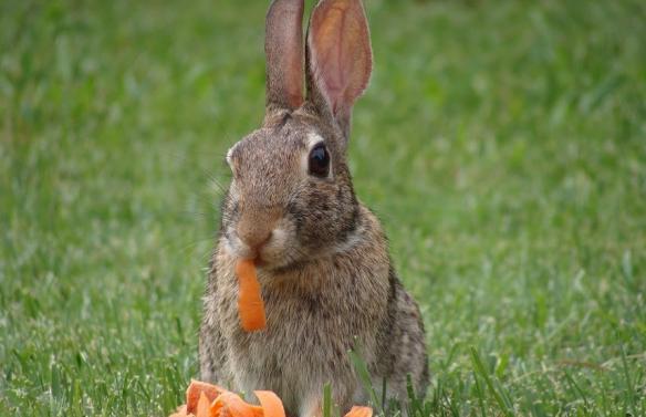 lapin