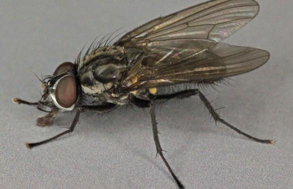 mouche