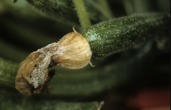 courge