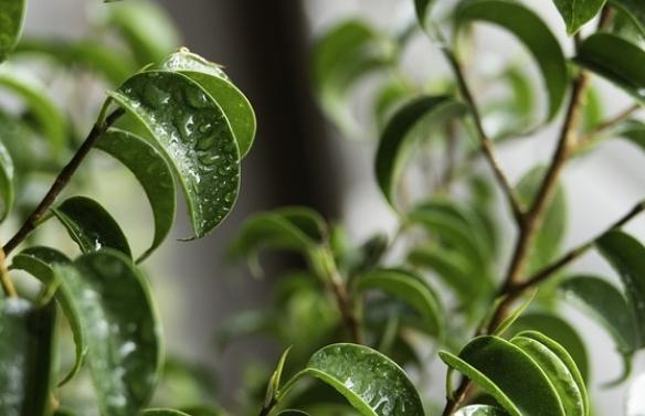 ficus