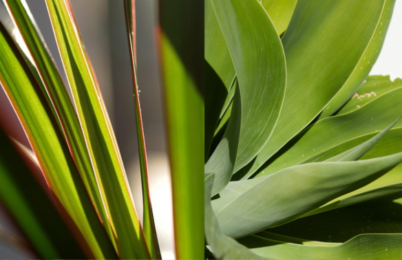 Différence entre dracaena et yucca : conseils et entretien