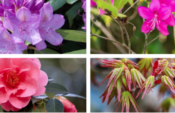 plantes terre de bruyère