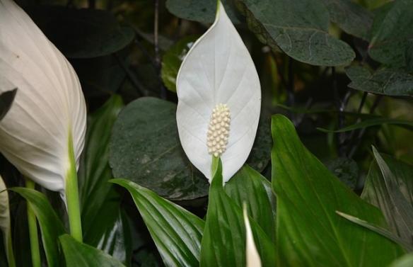 spathiphyllum