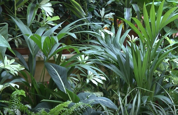 tropicale
