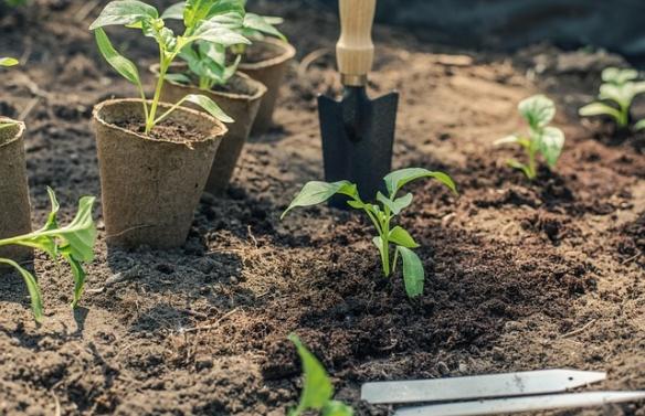 Différence entre terreau et fumier 