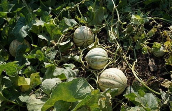 melon