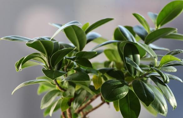 ficus