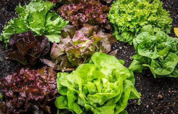 salade