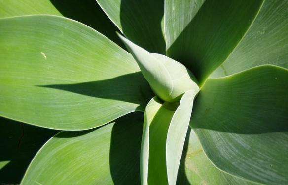 yucca