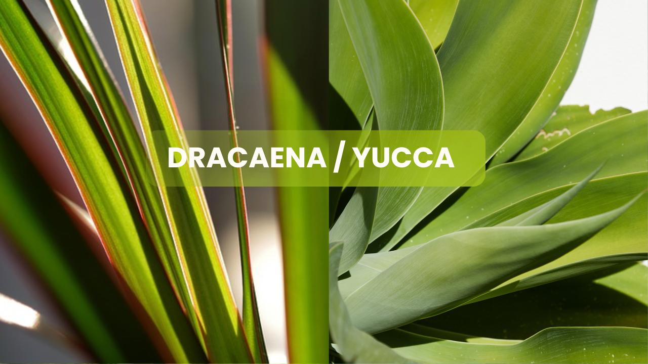 Vidéo - Différence entre dracaena et yucca