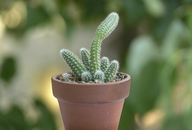 rempotage cactus
