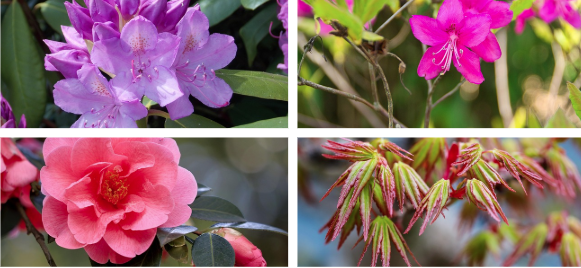 Plantes de terre de bruyère